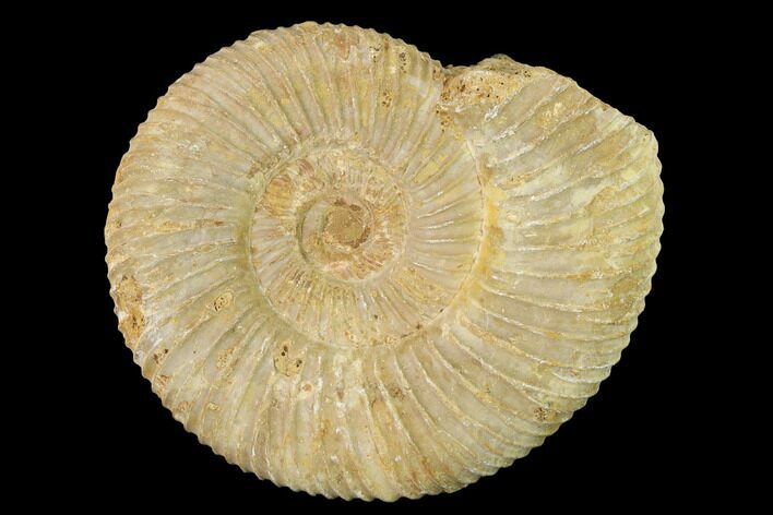Jurassic Ammonite (Perisphinctes) Fossil - Madagascar #140385